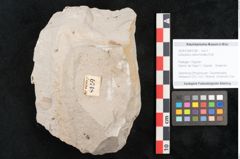 Foto (Objekt + Etikett) von Libocedrus salicornioides Endl. (NHMW-GEO-2024-0188-6748)